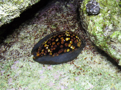 Cypraea mauritiana observed 2013-11-03