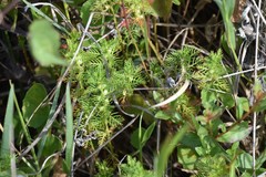 Proserpinaca pectinata