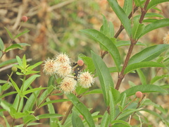 Cephalanthus salicifolius