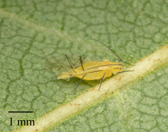 Chromaphis juglandicola