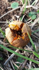 Calvatia rugosa