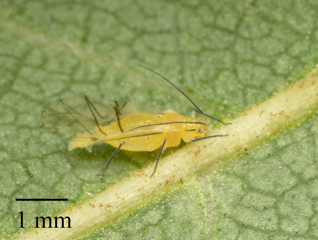 Walnut Aphid