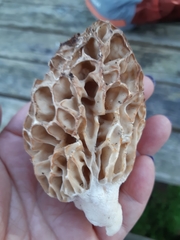 Morchella americana