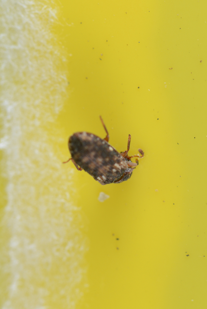 Pristoderus aberrans