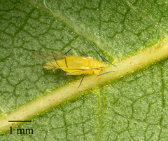 Chromaphis juglandicola