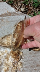 Amphilophium crucigerum