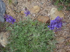 Lupinus fulcratus