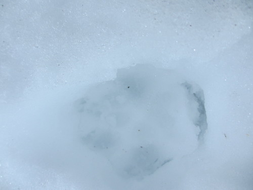 iNaturalist observation photo of Coyote