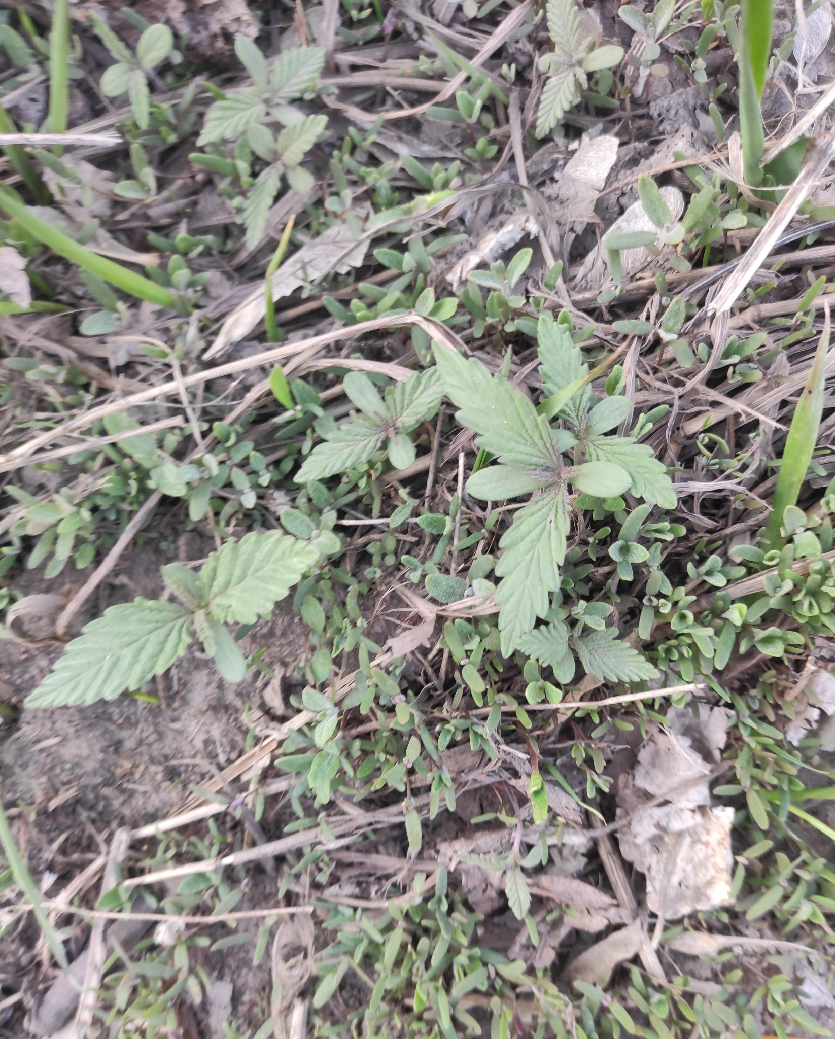 <em class="gbifHl">Cannabis sativa ruderalis</em>