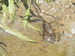 Lithobates magnaocularis