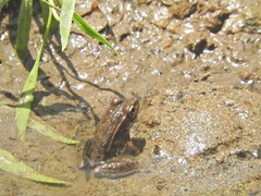 Lithobates magnaocularis