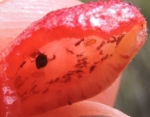 Manzanita Leafgall Aphid photo 4