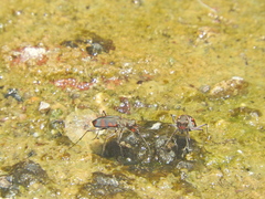 Cicindela sommeri