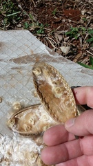 Amphilophium crucigerum