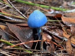 Entoloma virescens