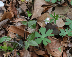 Hepatica acutiloba