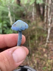 Entoloma virescens
