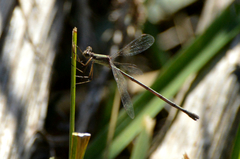 Lestes spatula