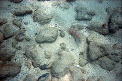 Marmalade Razorfish photo 1