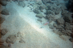 Marmalade Razorfish photo 2