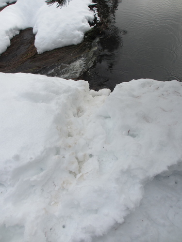 iNaturalist observation photo of American Beaver