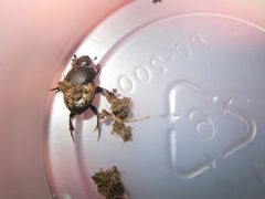 Onthophagus nuchicornis