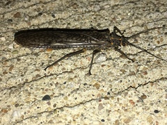 Pteronarcys pictetii