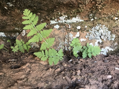 Plummer's cliff fern (Woodsia plummerae)