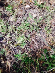 Erigeron foliosus franciscensis