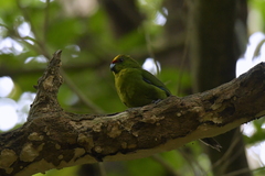 Cyanoramphus auriceps