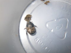 Onthophagus nuchicornis