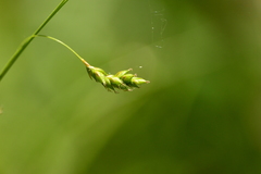 Carex formosa