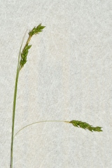 Carex formosa