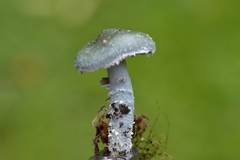 Stropharia