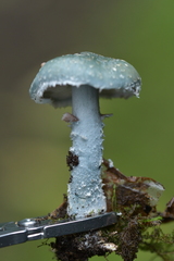 Stropharia