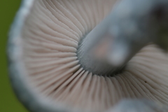 Stropharia