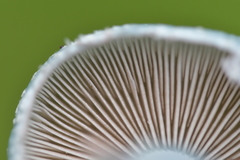 Stropharia