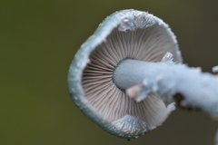 Stropharia