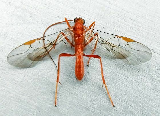Homolobus infumator