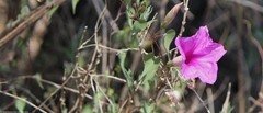 Ipomoea lozanii