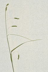 Carex formosa