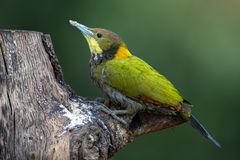 Greater Yellownape photo 5