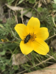 Astylus bourgeoisi