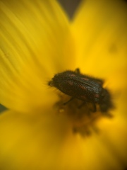 Astylus bourgeoisi
