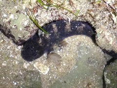 Hypsoblennius gilberti