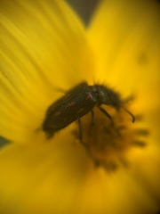 Astylus bourgeoisi