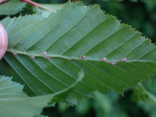 undeside of Hornbeam leaf, showing galls as patches of hairs in the leaf axils along the main vein