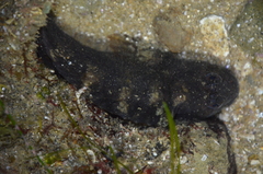 Hypsoblennius gilberti