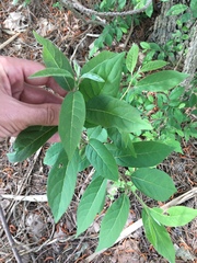 Diospyros virginiana