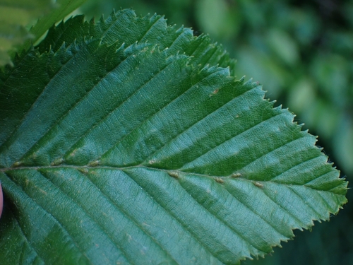 upperside of Hornbeam leaf, showing galls as raised bumps along the main vein